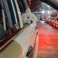 شیتزو نر سفید