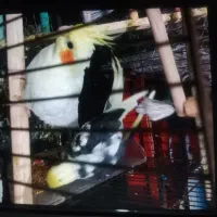 عروس هلندی جفت