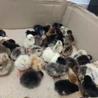 جوجه کوشین ،گردن لختی ،محلی