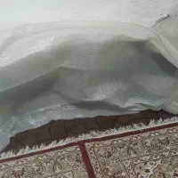 پوسته سپر شاهین رنگ سفید
