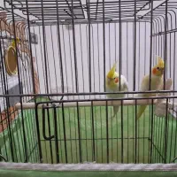 عروس هلندی مولد ، مرغ عشق ، فنچ نر