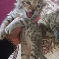 واگذاری بچه گربه