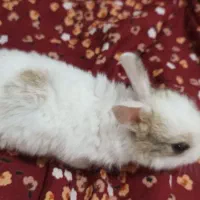 شش بچه خرگوش بیست روزه به همراه مادرشون.|موش و خرگوش|بوشهر, |دیوار