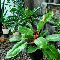 فیکوس ابلق|گل و گیاه طبیعی|گلپایگان, |دیوار