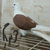 ماده  شو سرخ هام