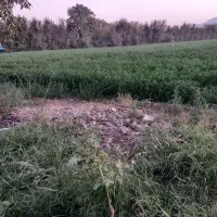 یک هکتار زمین کشاورزی دیوار به دیوار شهرک صنعتی