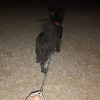 سک پاکوتا اشپید