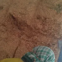 کاه|لوازم جانبی حیوانات|سردرود, |دیوار