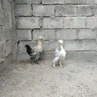 فریح و خروس زینتی جوان