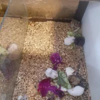 دنیای همستر