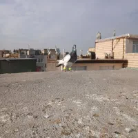 یهودی سبز|پرنده|شاندیز, |دیوار