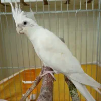 عروس هلندی آلبینو سخنگو