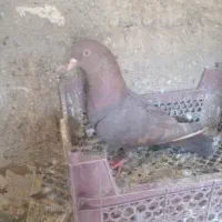 اسباب بازی|اسباب‌بازی بچه|زابل, |دیوار