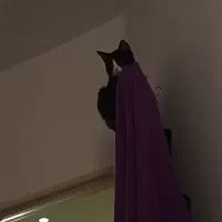 واگذاری خر گربه تاکسیدو|گربه|صباشهر, |دیوار