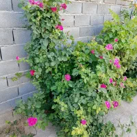 کارگر ساده نوجوان