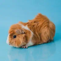 فروش خوکچه هندی مو بلند فَشِن