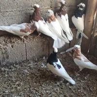 طوقی|پرنده|چهاربرج, |دیوار