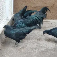 مرغ وخروس سوماترا