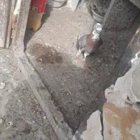 ابلغ اوغون نر