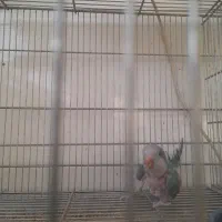 عروس هلندی و راهب ماده|پرنده|محمدشهر, کوی بهار|دیوار