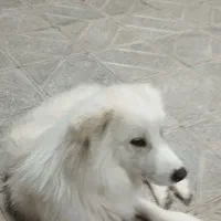 سگ گمشده