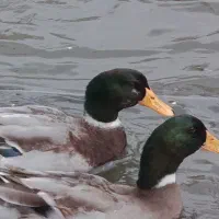 فروش غاز و اردک|حیوانات مزرعه|رشت, لاکان|دیوار