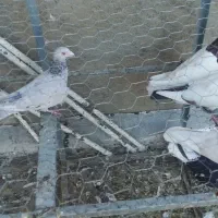 لانه توری سالم|لوازم جانبی حیوانات|چگنی, |دیوار