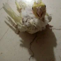 جوجه سرلاکی و نرم خوار