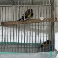 سهره