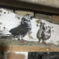 یک جفت کبوتر معاوضه با عروس هلندی