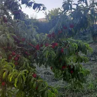 باغ 700 متری سنددار در روستای ییلاقی اندرخ/معاوضه|فروش زمین و ملک کلنگی|مشهد, نوید (بلوار کشاورز)|دیوار