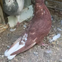 کفتر گلی کبوتر گلی کلایی پالخت