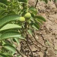 نهال گردو اصلاح شده