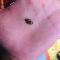 مهره|کلکسیون اشیاء عتیقه|اهواز, شریعتی جنوبی|دیوار