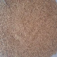 گندم تخمی پیشگام