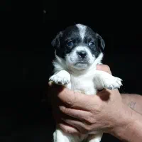 فروش سگ|سگ|رودسر, |دیوار