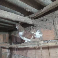 کبوتر گرگی کشیده|پرنده|آق قلا, |دیوار