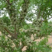 نهال های بادام سردسیری پیوندی دیرگل مقاوم به سرما|خدمات باغبانی و درختکاری|اصفهان, سیچان|دیوار