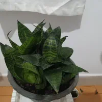 گلهای آپارتمانی و کاکتوس|گل و گیاه طبیعی|تالش, طولارود|دیوار