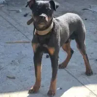 سگ روتوایلر نر