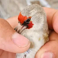 سهره دورگ کرمونی گل بلند