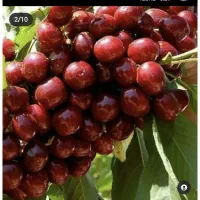 باغ-میوه-در-متراژهای-دلخواه-شما-گرمابسرد-دماوند