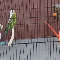 مرغ عشق مولد