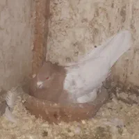 کبوتر|پرنده|فیروزآباد (لرستان), |دیوار