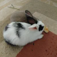 خرگوش مینیاتوری|موش و خرگوش|دزفول, |دیوار