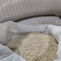 برنج فجر سوزنی