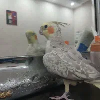 عروس هلندی نر|پرنده|مشهد, شایه|دیوار