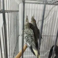 عروس هلندی|پرنده|باقرشهر, |دیوار