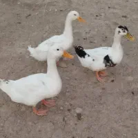 اردک محلی و مرغ خروس|حیوانات مزرعه|سعدآباد, |دیوار