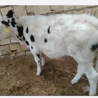 گوسال